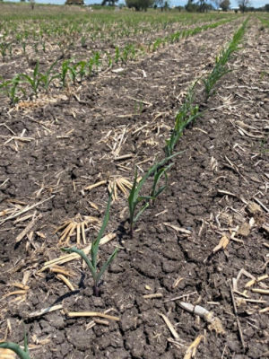 Ensilaje- Image 2022-07-14